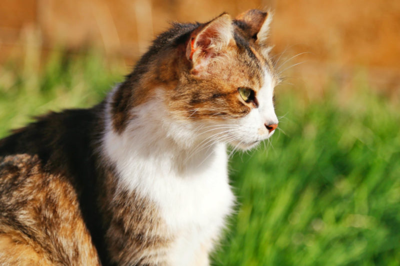 Любят ли кошки искусственную траву?